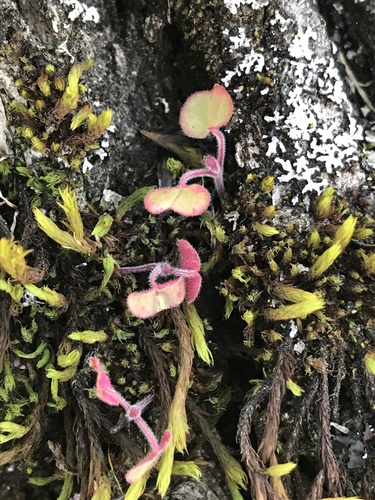 iNaturalist observation photo of Plants
