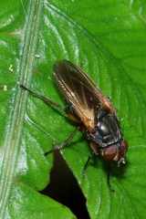 Pollenia uniseta