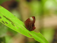 Abisara saturata kausambioides