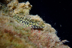 Southern Frillfin photo 2