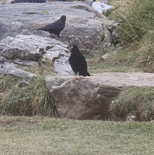 Alpine Chough