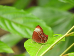 Abisara saturata kausambioides