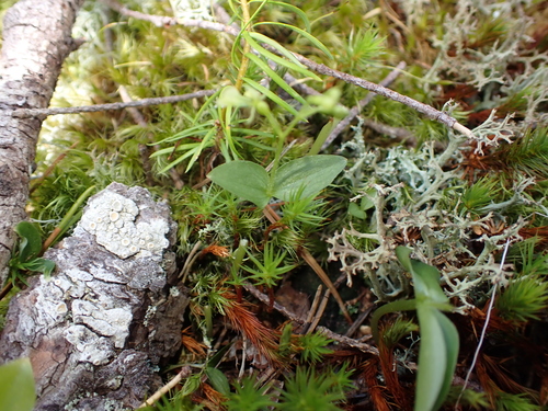 Northwestern Twayblade (Neottia banksiana)