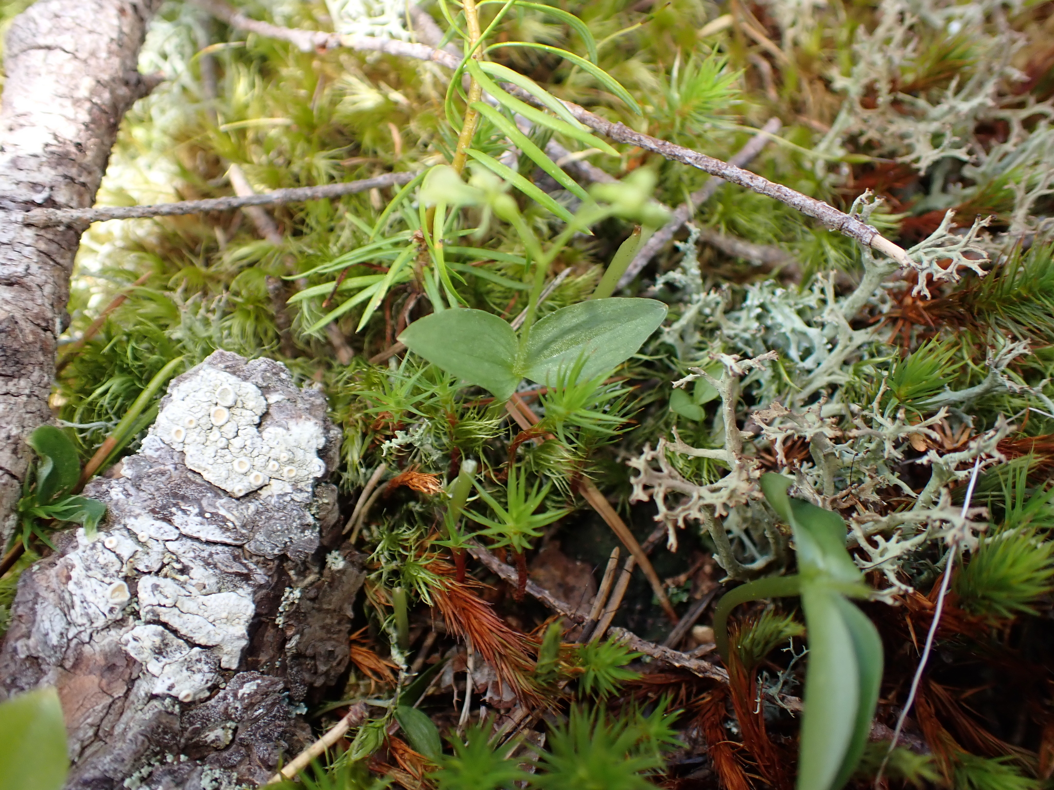 Northwestern Twayblade (Neottia banksiana)
