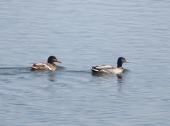 Anas platyrhynchos
