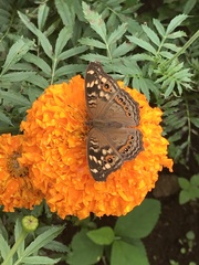 Junonia erigone