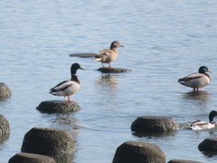 Anas platyrhynchos