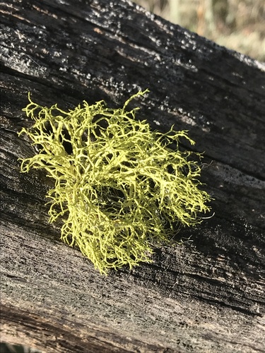 iNaturalist observation photo of wolf lichen