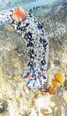 Hypselodoris saintvincentius