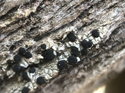 iNaturalist observation photo of Common Lichens