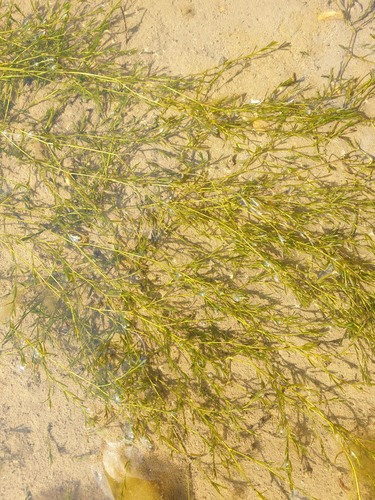Southern Waternymph (Najas guadalupensis)