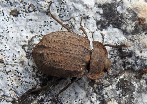 Asida dejeanii