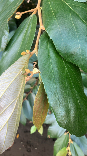 Luehea seemannii - Whole tree