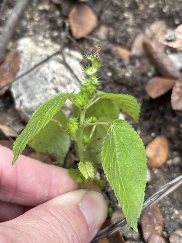hornbeam copperleaf (Acalypha persimilis)