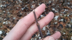 Acer negundo violaceum