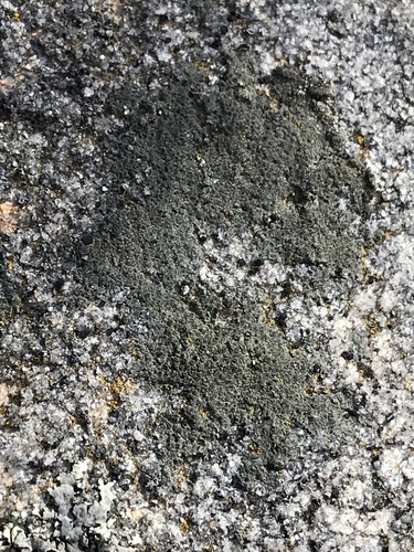 iNaturalist observation photo of Sunken Disk Lichens