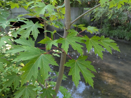 Freeman's Maple (Acer ×)