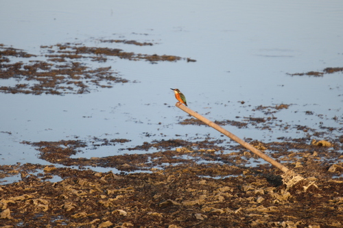 Common Kingfisher