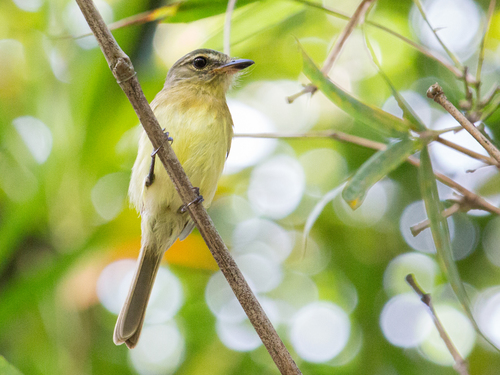 Large-headed Flatbill (Ramphotrigon megacephalum) · iNaturalist