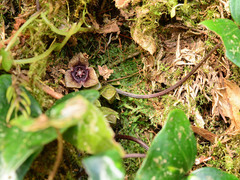 Asarum taipingshanianum