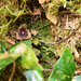 Asarum taipingshanianum - Photo (c) Kinmatsu Lin, some rights reserved (CC BY-NC), uploaded by Kinmatsu Lin