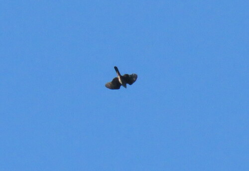 Bicolored Hawk (Astur bicolor), photo 3