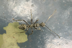 Polyrhachis sexspinosa