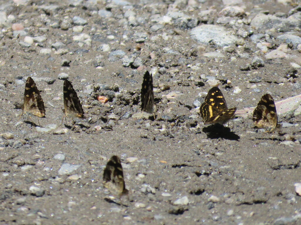 Catula Crescent