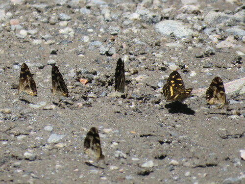 Catula Crescent
