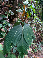 Sanchezia parvibracteata