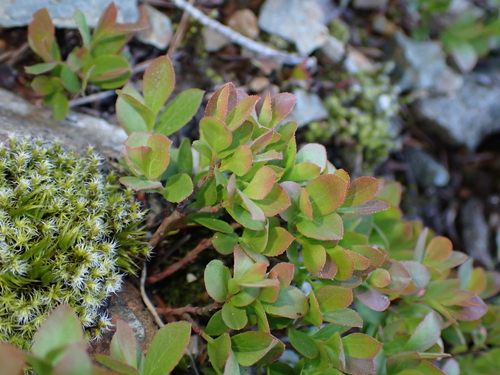dwarf bilberry (Vaccinium cespitosum)