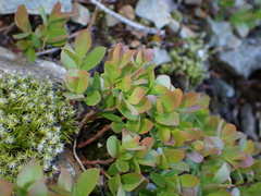 Dwarf Bilberry (Vaccinium cespitosum)