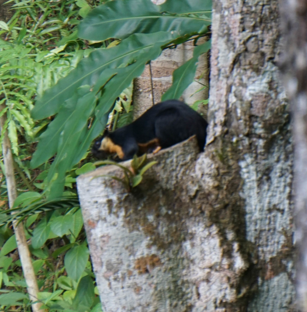 Black Giant Squirrel (Ratufa bicolor)