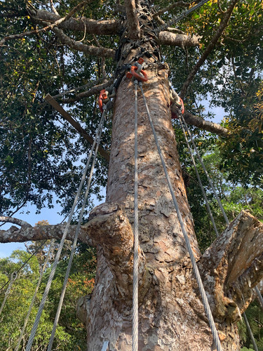 Agathis borneensis, photograph 6