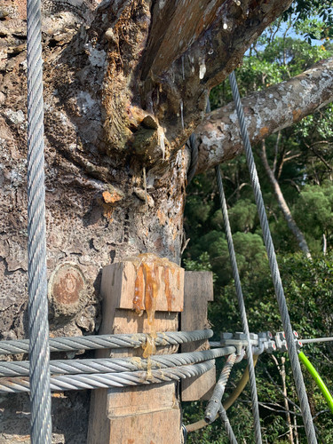 Agathis borneensis, photograph 5