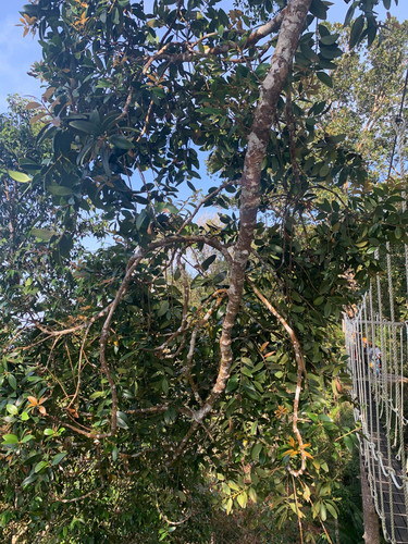 Agathis borneensis, photograph 4