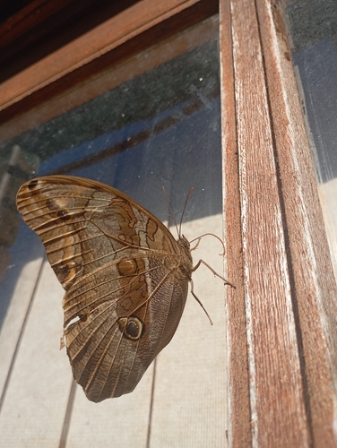 Eryphanis reevesii