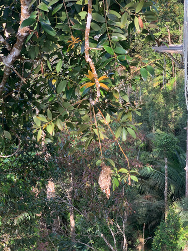 Agathis borneensis, photograph 3