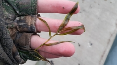 Potamogeton obtusifolius