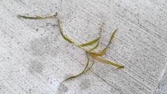 Potamogeton obtusifolius
