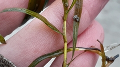 Potamogeton obtusifolius