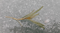 Potamogeton obtusifolius