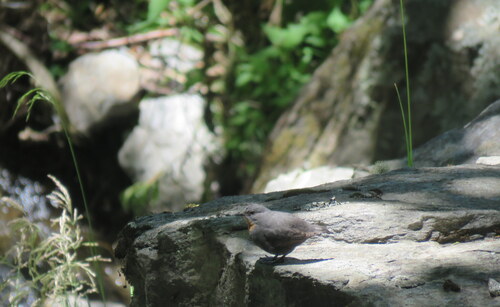 Rufous-throated Dipper (Cinclus schulzii), photo 7