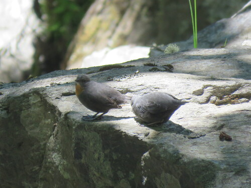 Rufous-throated Dipper (Cinclus schulzii), photo 6