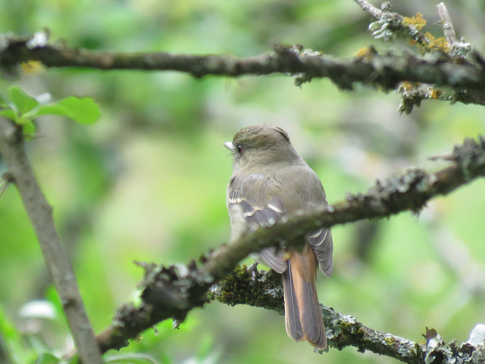 Plumbeous Tyrant (Knipolegus cabanisi), photo 4