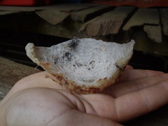Aerodramus fuciphagus