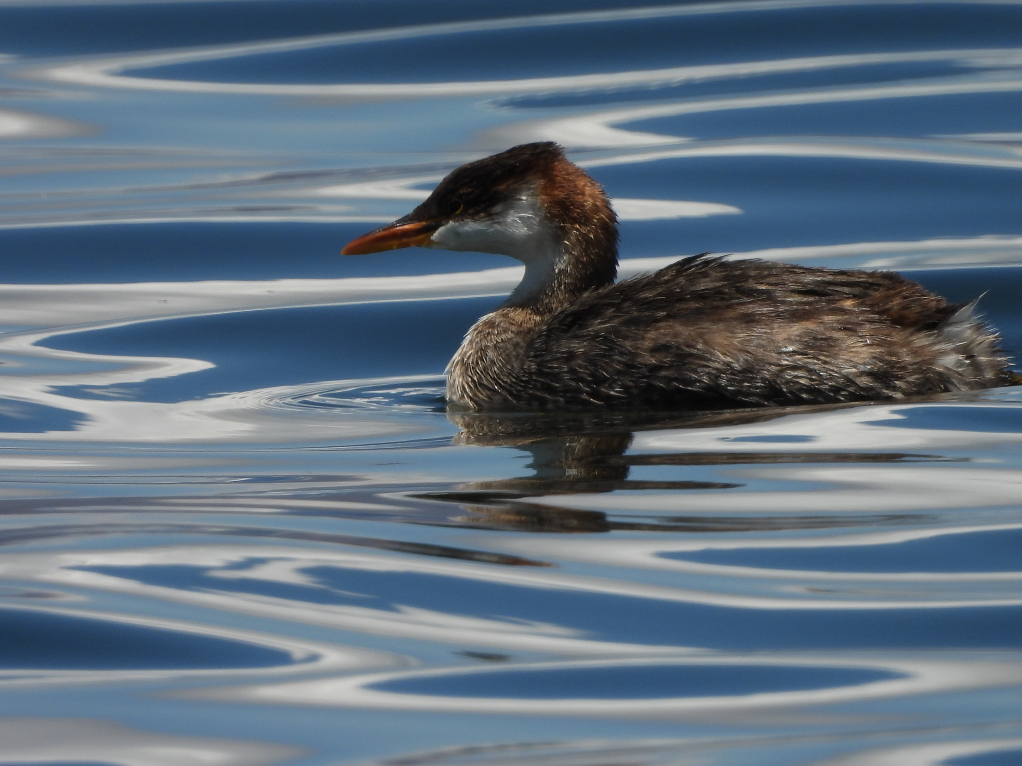 Titicaca Grebe (Rollandia microptera), photo 7