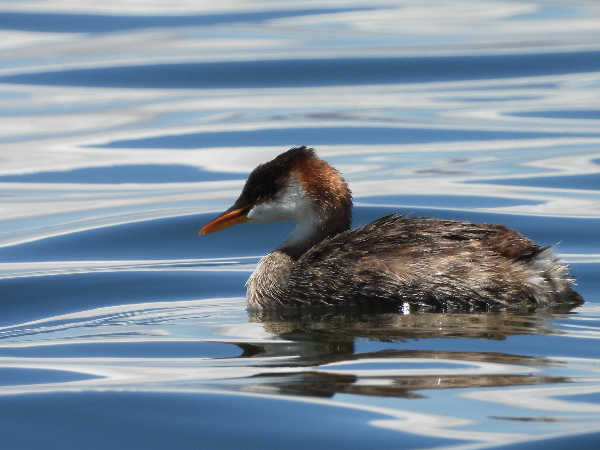 Titicaca Grebe (Rollandia microptera), photo 8