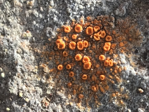 iNaturalist observation photo of Common Lichens