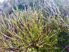 Heidelbeere (Vaccinium myrtillus): Herkunft und Verwendung — Foto 2